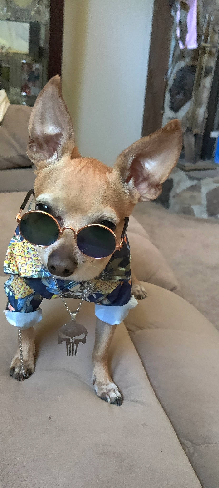 Sebastian joined the competition — help win amazing prizes! brown, canidae, carnivore, collar, companion_dog, dog, dog_breed, dog_supply, ear, eyewear, fashion_accessory, fawn, fur, pet_supply, snout, sporting_group, sunglasses, toy_dog, whiskers, working_animal