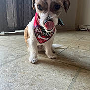 Trigga joined the competition — help win amazing prizes! animal, bandana, brown, collar, cute, dog, domestic_animal, ears, floor, fur, house, indoor, licking, muzzle, pet, playful, small_dog, tile, tongue, white