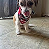 animal, bandana, brown, collar, cute, dog, domestic_animal, ears, floor, fur, house, indoor, licking, muzzle, pet, playful, small_dog, tile, tongue, white