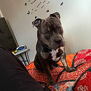 Clipz joined the competition — help win amazing prizes! dog, bed, blanket, patterned_blanket, indoor, pet, curious, brown_dog, white_markings, head_tilt, wall_decal, digital_clock, nightstand, cozy, furniture, resting, animal, companion, cute, home