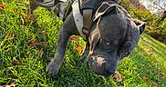 Clipz joined the competition — help win amazing prizes! dog, canine, gray_dog, harness, grass, outdoor, park, autumn, leaves, sunlight, nature, sniffing, pet, mammal, animal, closeup, daytime, greenery, trees, sky