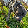dog, canine, gray_dog, harness, grass, outdoor, park, autumn, leaves, sunlight, nature, sniffing, pet, mammal, animal, closeup, daytime, greenery, trees, sky