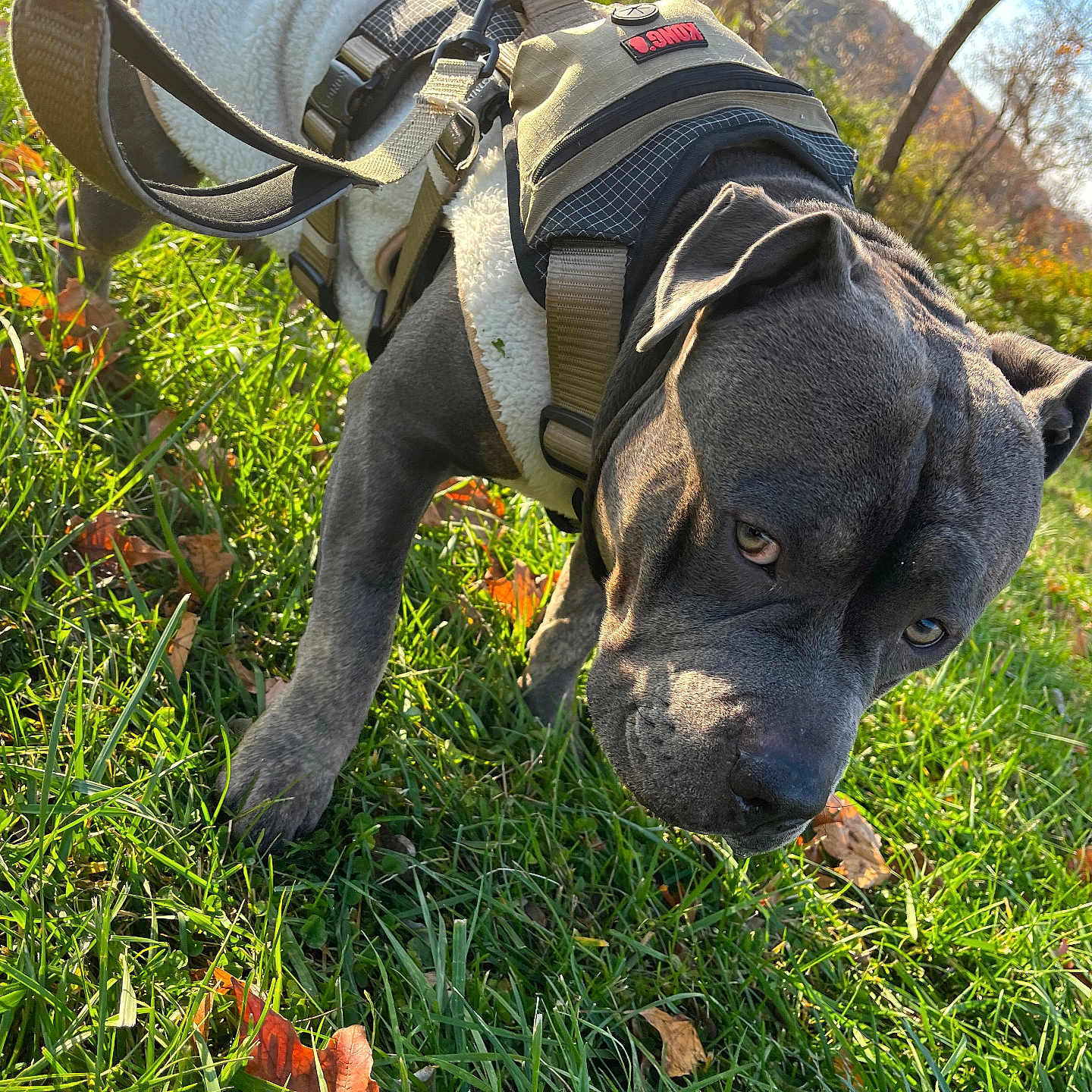 Clipz joined the competition — help win amazing prizes! dog, canine, gray_dog, harness, grass, outdoor, park, autumn, leaves, sunlight, nature, sniffing, pet, mammal, animal, closeup, daytime, greenery, trees, sky