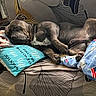 Clipz is registered to the contest to win money with this photo: dog, sleeping, couch, pillow, blanket, indoor, resting, pet, cozy, fabric, pattern, animal, relaxing, home, comfort, fur, snout, paw, nap, domestic