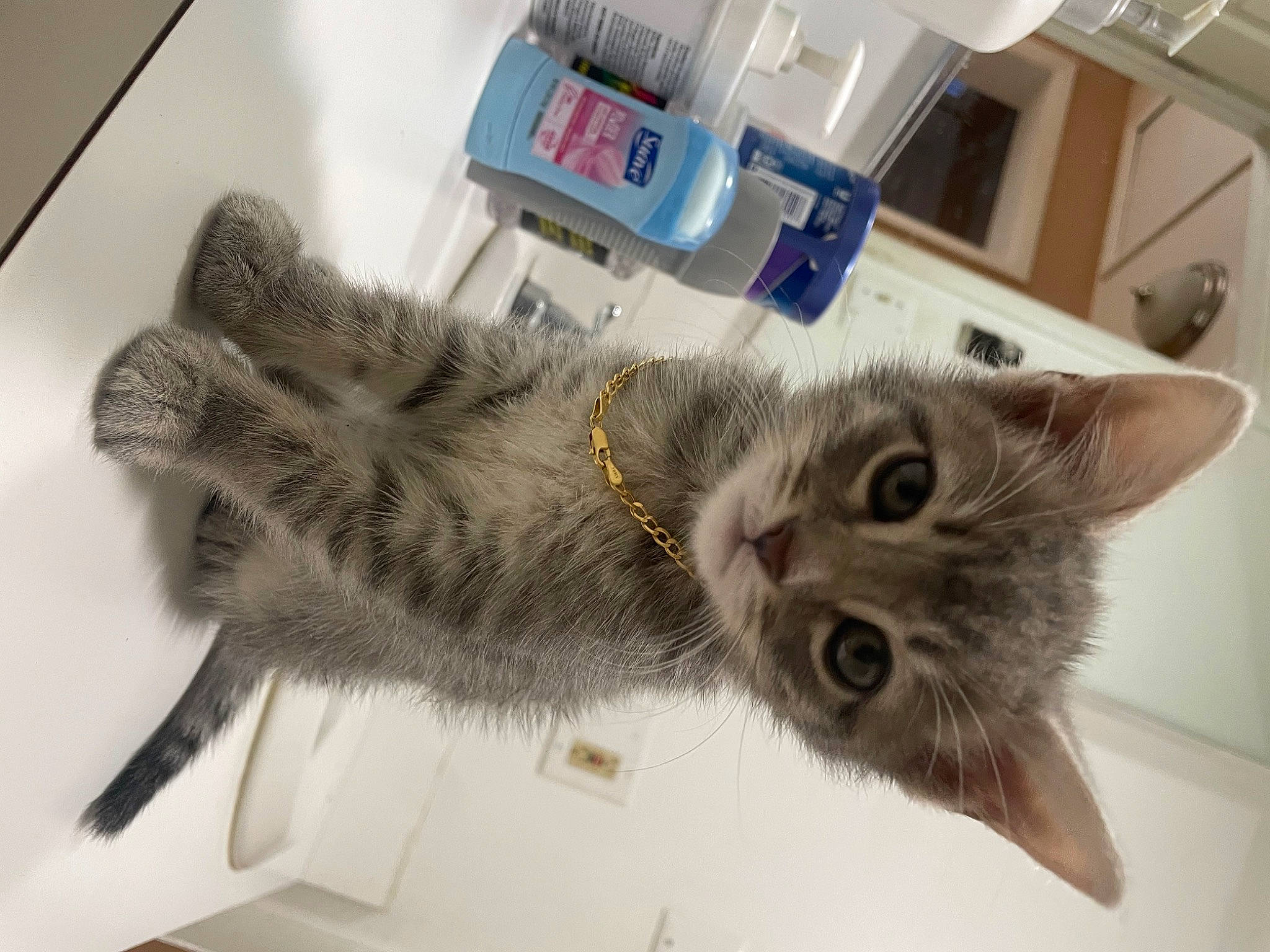 Grey joined the competition — help win amazing prizes! box, carnivore, cat, claw, domestic_short_haired_cat, felidae, fur, paw, room, shelf, small_to_medium_sized_cats, tail, whiskers