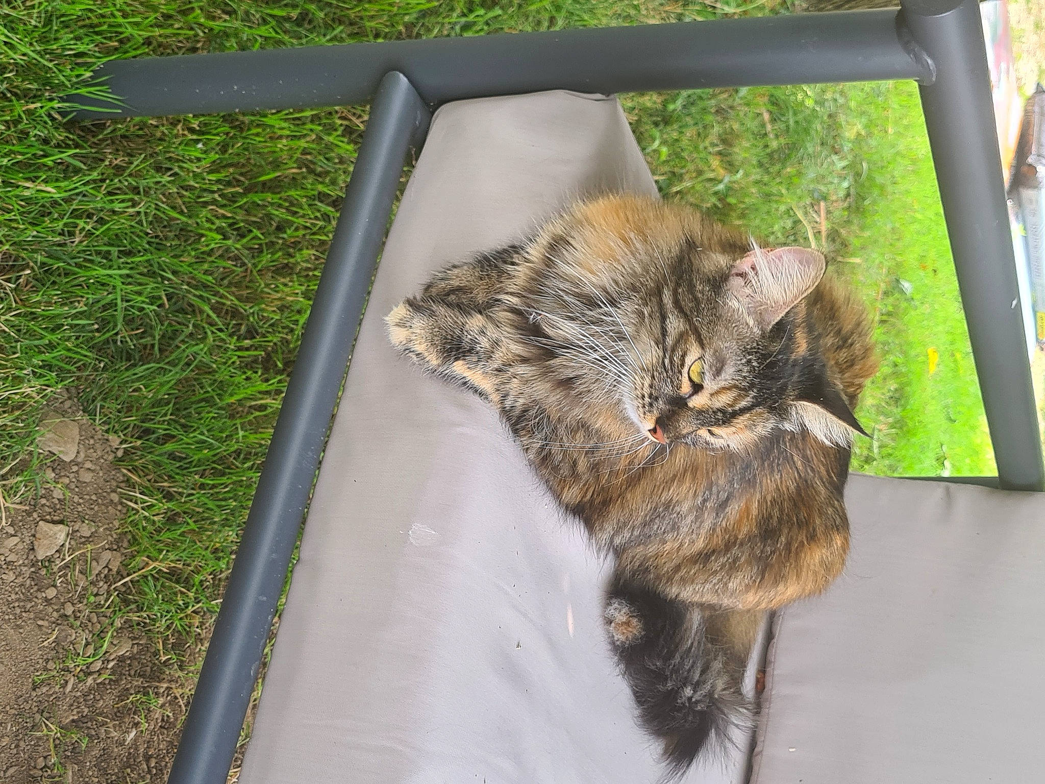 Tigresse participe au concours pour gagner de l'argent avec cette photo : canidae, carnivore, cat, claw, domestic_short_haired_cat, fawn, felidae, fur, grass, paw, plant, small_to_medium_sized_cats, soil, tail, terrestrial_animal, tree, whiskers, wildlife, window, wood