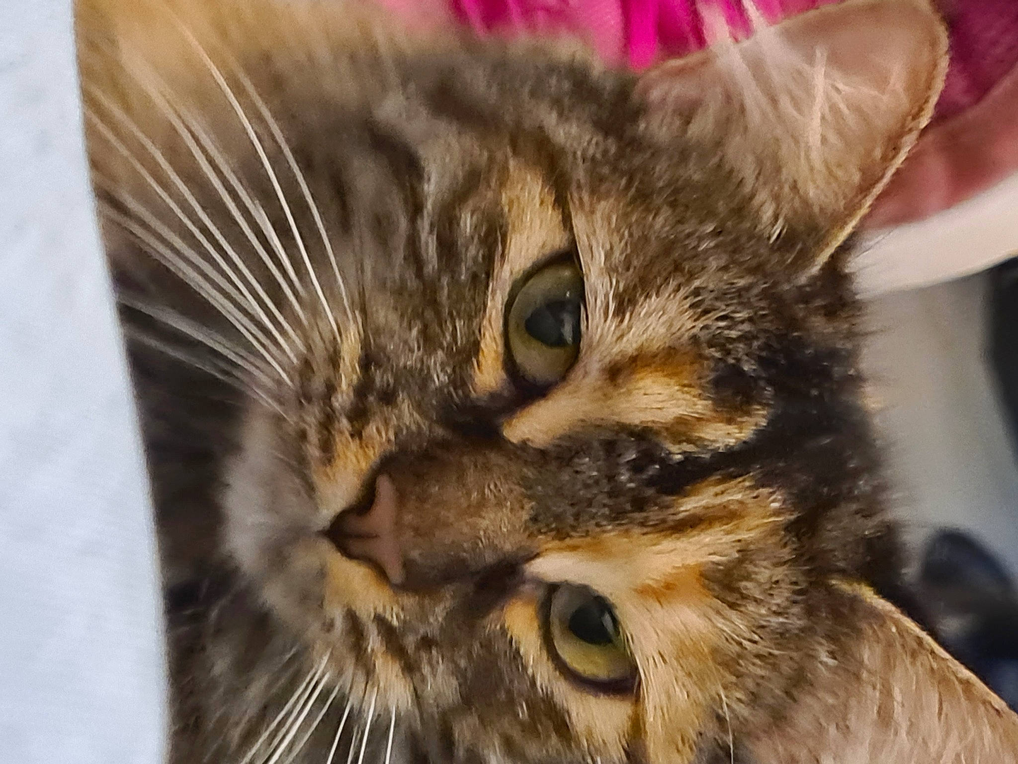 Tigresse participe au concours pour gagner de l'argent avec cette photo : carnivore, cat, close_up, domestic_short_haired_cat, ear, felidae, fur, paw, photography, small_to_medium_sized_cats, snout, terrestrial_animal, whiskers, wildlife