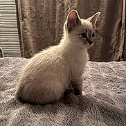 Sheldon is registered to the contest to win money with this photo: kitten, cat, animal, pet, feline, fluffy, indoor, blanket, curtain, texture, gray, white, brown, soft, young, side_view, sitting, fur, cute, domestic