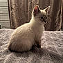 kitten, cat, animal, pet, feline, fluffy, indoor, blanket, curtain, texture, gray, white, brown, soft, young, side_view, sitting, fur, cute, domestic