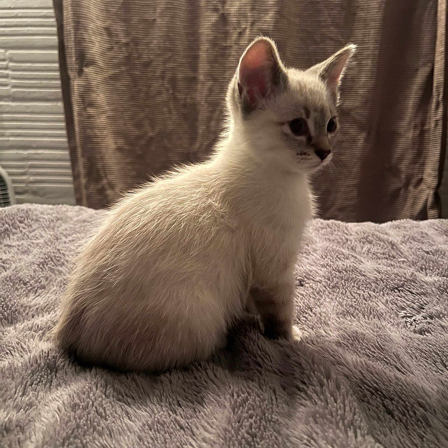 Sheldon is registered to the contest to win money with this photo: animal, blanket, brown, cat, curtain, cute, domestic, feline, fluffy, fur, gray, indoor, kitten, pet, side_view, sitting, soft, texture, white, young