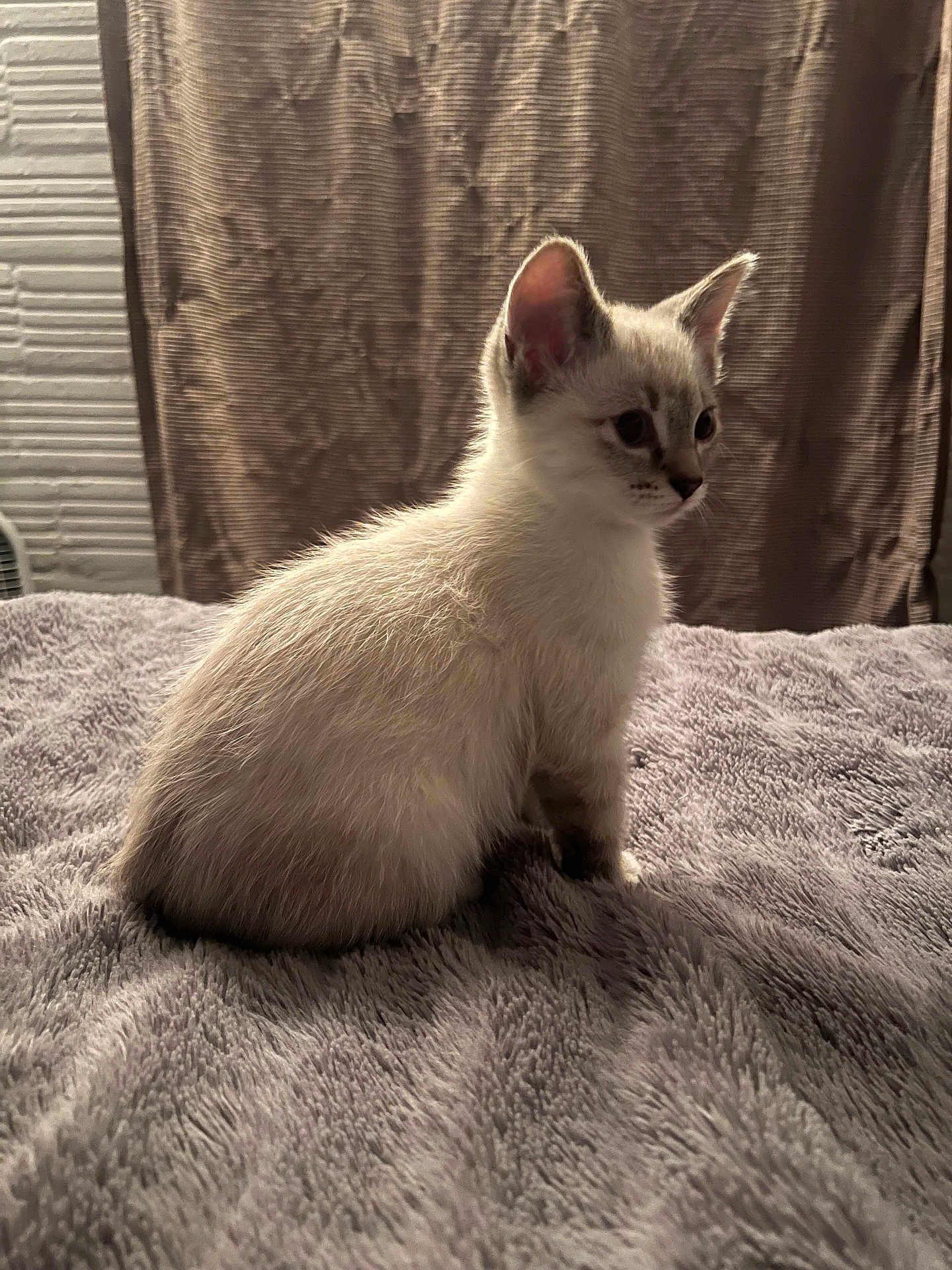 Sheldon is registered to the contest to win money with this photo: kitten, cat, animal, pet, feline, fluffy, indoor, blanket, curtain, texture, gray, white, brown, soft, young, side_view, sitting, fur, cute, domestic