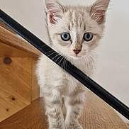 Ohana a rejoint le concours — aidez-le/la à gagner de superbes lots ! kitten, cat, blue_eyes, wooden_stairs, railing, indoor, pet, curious, young_animal, animal, feline, small, cute, looking, standing, fur, whiskers, ears, nose, paw