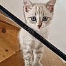 kitten, cat, blue_eyes, wooden_stairs, railing, indoor, pet, curious, young_animal, animal, feline, small, cute, looking, standing, fur, whiskers, ears, nose, paw