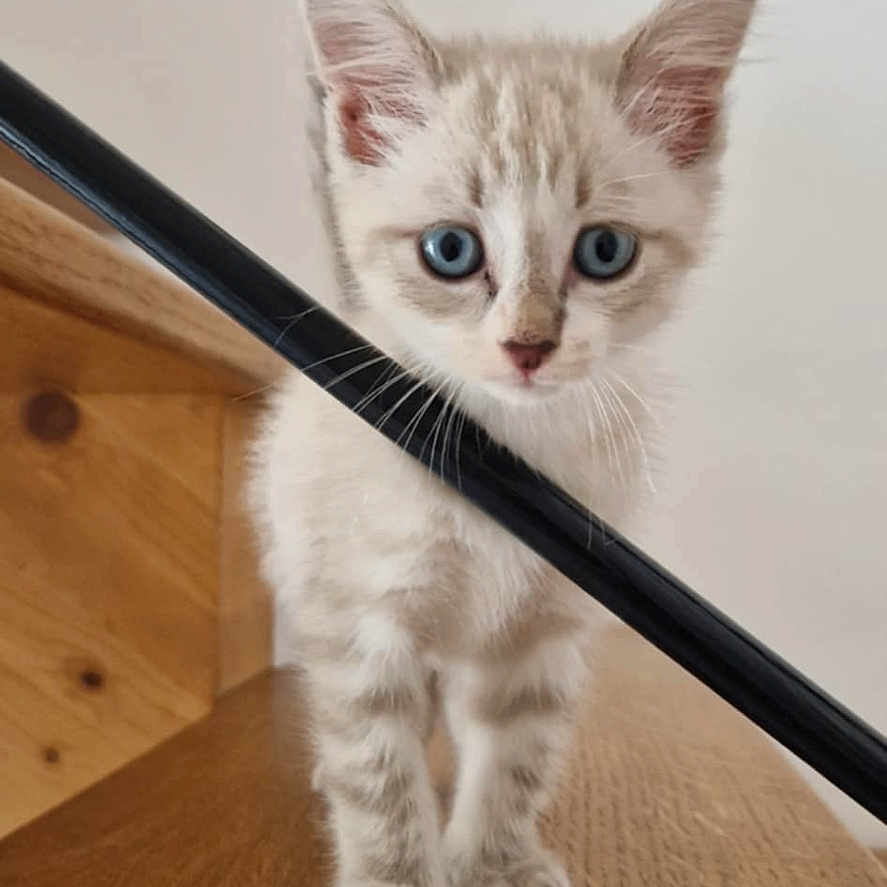 Ohana a rejoint le concours — aidez-le/la à gagner de superbes lots ! kitten, cat, blue_eyes, wooden_stairs, railing, indoor, pet, curious, young_animal, animal, feline, small, cute, looking, standing, fur, whiskers, ears, nose, paw