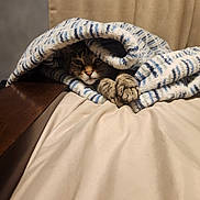 Roxxi joined the competition — help win amazing prizes! cat, tabby, blanket, paws, bed, cozy, indoor, feline, fur, resting, curled, soft, warm, comfort, animal, pet, relaxed, cute, striped, sleepy