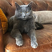 Markus participe au concours pour gagner de l'argent avec cette photo : animal, cat, cozy, cute, feline, fur, gray_cat, home, indoor, leather_couch, living_room, mammal, paw, pet, pillow, relaxed, resting, stretching, wooden_furniture, yellow_eyes