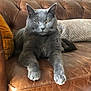 animal, cat, cozy, cute, feline, fur, gray_cat, home, indoor, leather_couch, living_room, mammal, paw, pet, pillow, relaxed, resting, stretching, wooden_furniture, yellow_eyes