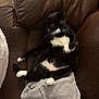 cat, tuxedo_cat, black_and_white, pet, feline, relaxed, sleeping, couch, leather, blanket, indoor, cozy, domestic_animal, paw, whiskers, fur, resting, animal, mammal, home