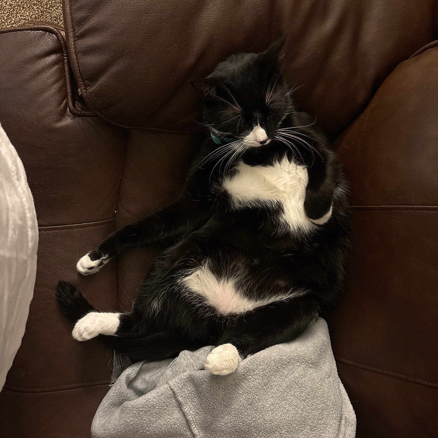 Tucker is registered to the contest to win money with this photo: animal, black_and_white, blanket, cat, couch, cozy, domestic_animal, feline, fur, home, indoor, leather, mammal, paw, pet, relaxed, resting, sleeping, tuxedo_cat, whiskers