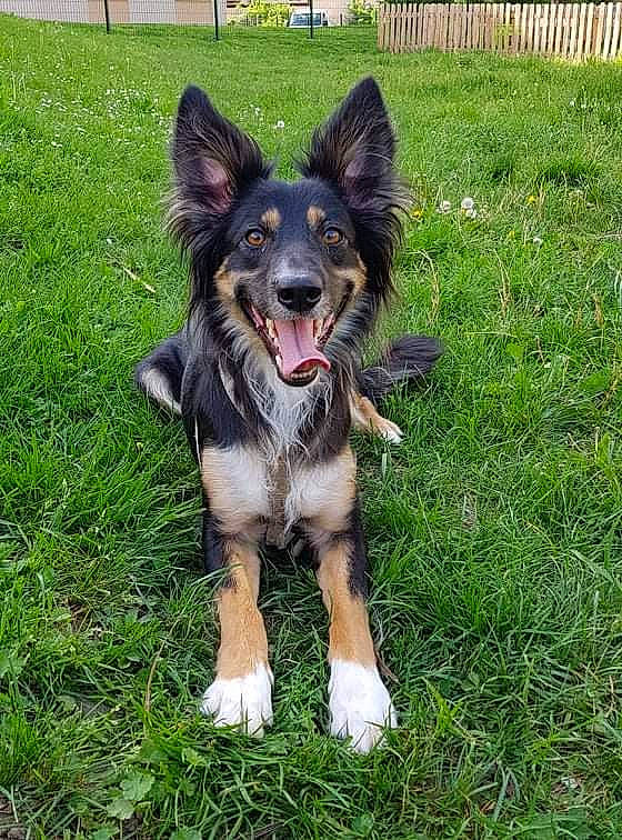 Malina participe au concours pour gagner de l'argent avec cette photo : canidae, carnivore, collar, companion_dog, dog, dog_breed, dog_collar, dog_supply, fence, grass, guard_dog, herding_dog, home_fencing, leash, plant, recreation, sporting_group, tail, working_animal, working_dog