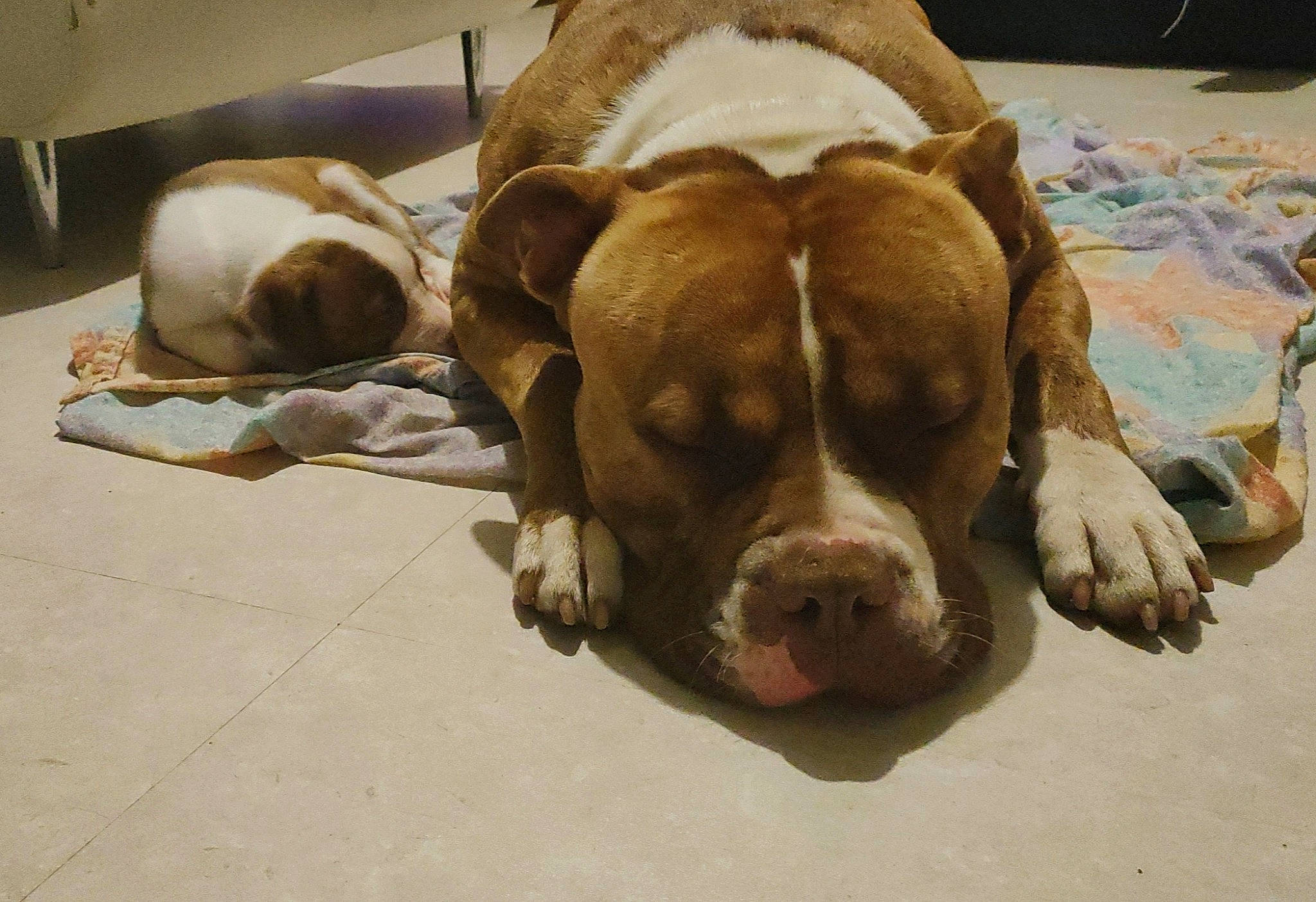 Spike a rejoint le concours — aidez-le/la à gagner de superbes lots ! bulldog, canidae, carnivore, comfort, companion_dog, dog, dog_breed, dog_supply, fawn, flooring, fur, hardwood, liver, non_sporting_group, paw, pet_supply, snout, sporting_group, working_animal, wrinkle