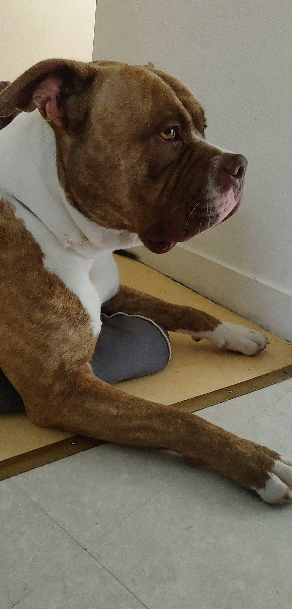 Spike a rejoint le concours — aidez-le/la à gagner de superbes lots ! art, balance, carnivore, collar, companion_dog, dog, dog_breed, dog_collar, elbow, fawn, flooring, fur, pet_supply, snout, sporting_group, terrestrial_animal, whiskers, wood, working_animal, wrist