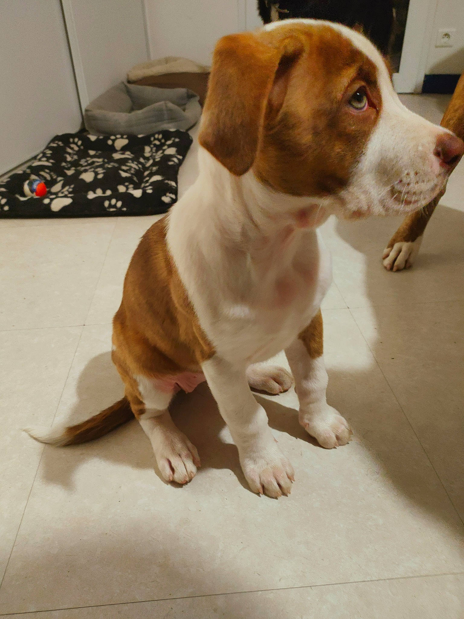 Freyja a rejoint le concours — aidez-le/la à gagner de superbes lots ! ancient_dog_breeds, canidae, carnivore, collar, companion_dog, dog, dog_breed, dog_collar, fawn, flooring, hound, leash, liver, non_sporting_group, pet_supply, scent_hound, sporting_group, tail, whiskers, working_animal