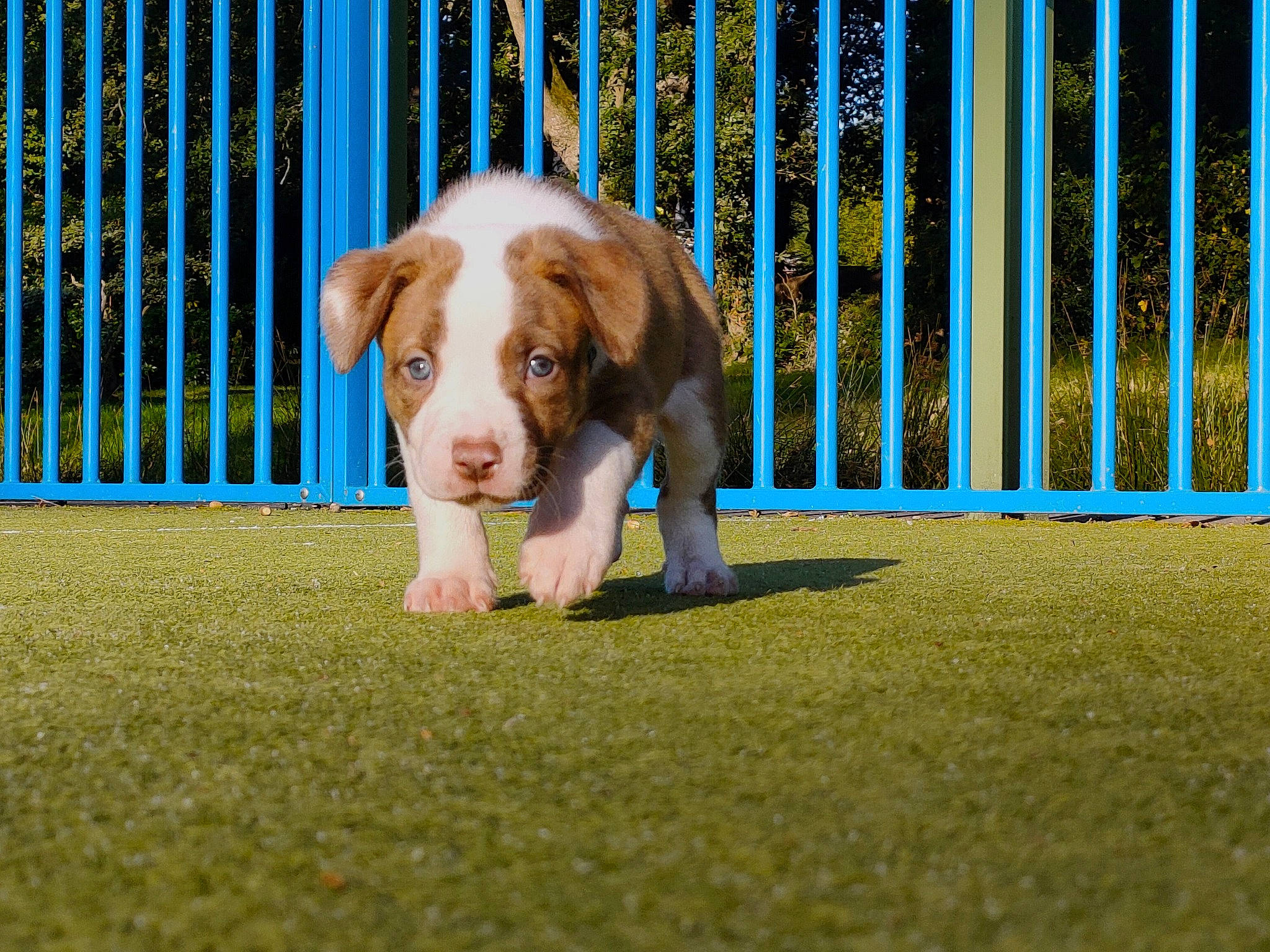 Freyja a rejoint le concours — aidez-le/la à gagner de superbes lots ! animal_shelter, ball, canidae, carnivore, companion_dog, dog, dog_breed, dog_supply, fawn, fence, flooring, grass, gun_dog, home_fencing, hound, hunting_dog, liver, non_sporting_group, scent_hound, sporting_group