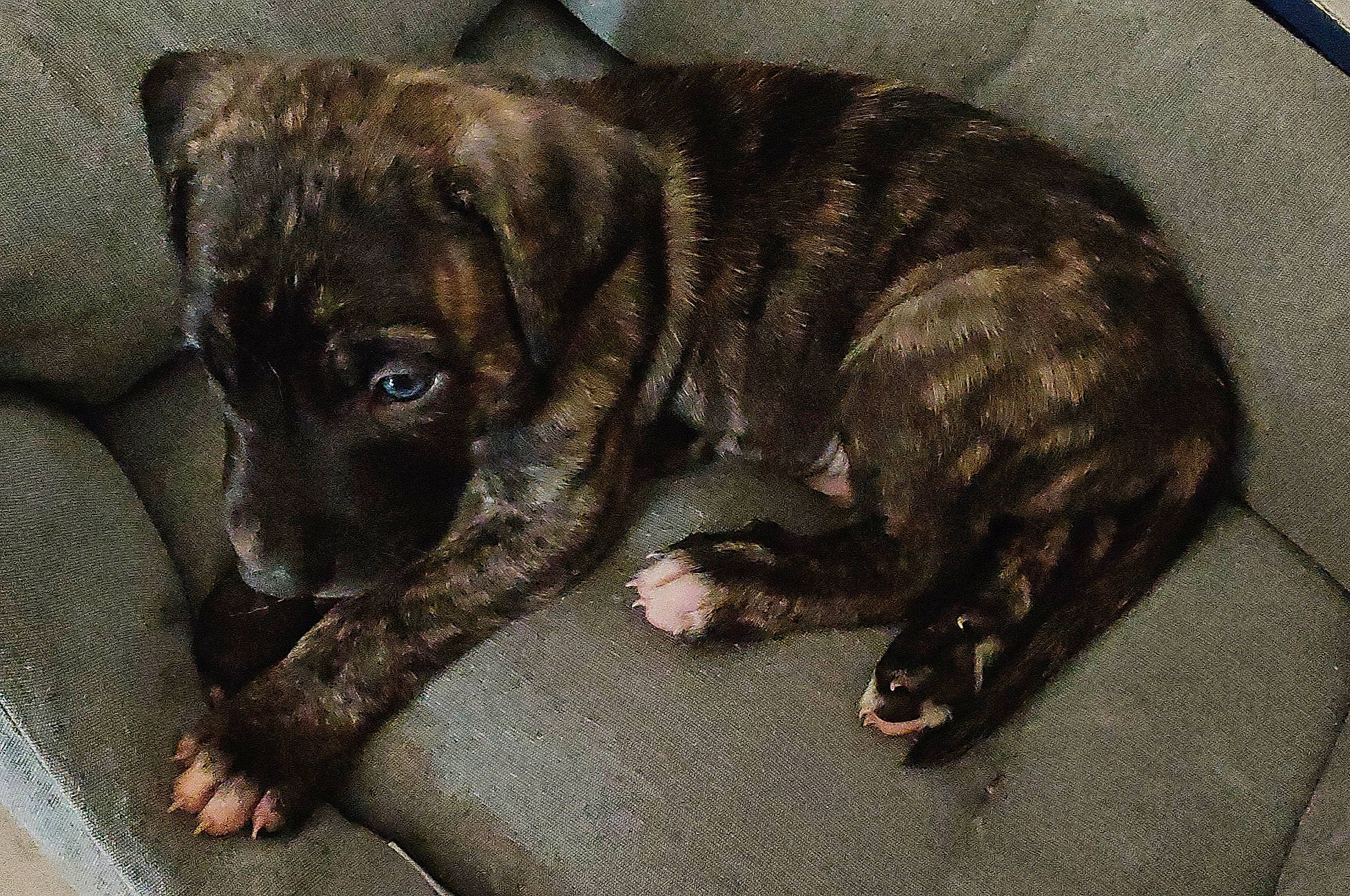 Ragnar a rejoint le concours — aidez-le/la à gagner de superbes lots ! borador, canidae, carnivore, companion_dog, dog, dog_breed, fawn, fur, grey, guard_dog, liver, non_sporting_group, paw, sporting_group, tail, terrestrial_animal, treeing_tennessee_brindle, whiskers, working_animal, working_dog