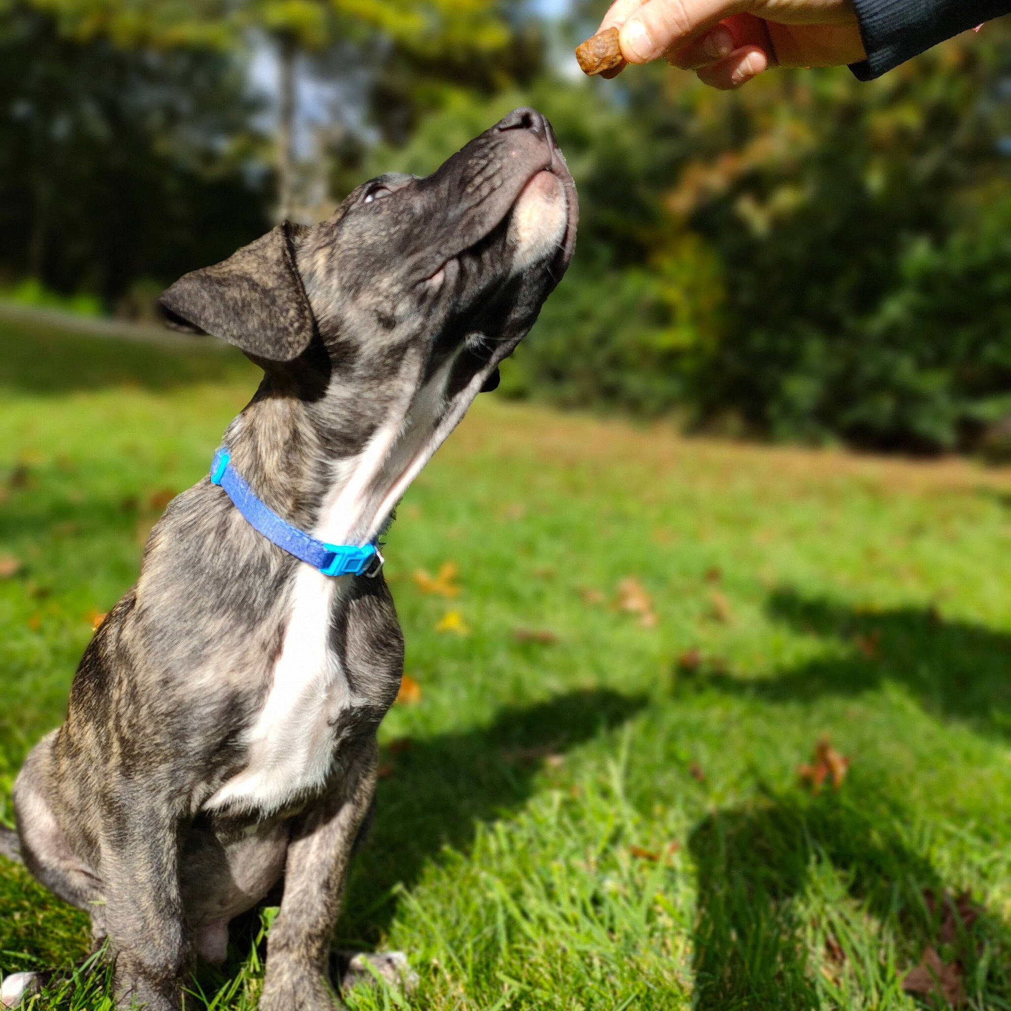 Ragnar participe au concours pour gagner de l'argent avec cette photo : canidae, carnivore, collar, companion_dog, dog, dog_breed, dog_collar, fawn, gesture, grass, green, groundcover, magyar_agar, rampur_greyhound, sighthound, snout, sporting_group, tail, terrestrial_animal, working_animal
