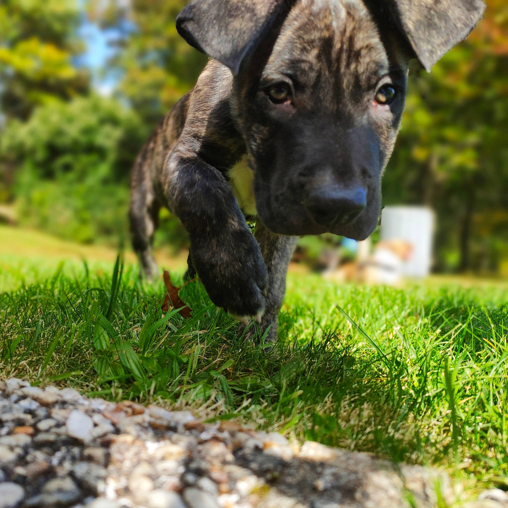 Ragnar participe au concours pour gagner de l'argent avec cette photo : art, canidae, carnivore, companion_dog, dog, dog_breed, eye, fawn, grass, groundcover, guard_dog, lawn, liver, plant, snout, sporting_group, terrestrial_animal, tree, whiskers, working_animal