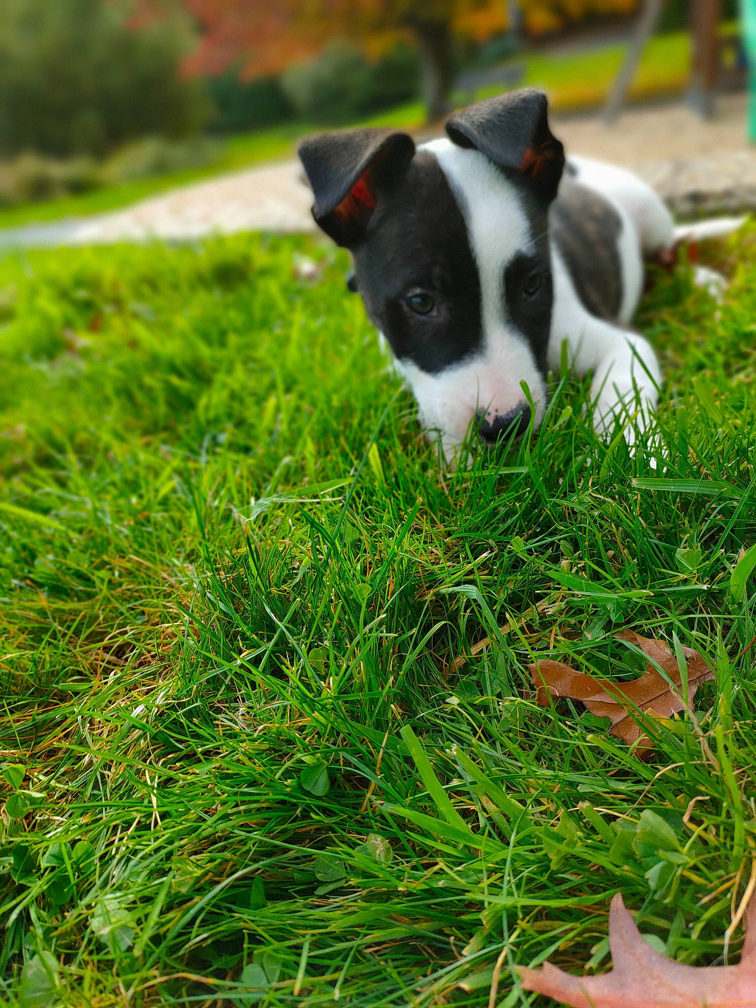 Loki participe au concours pour gagner de l'argent avec cette photo : ball, canidae, carnivore, companion_dog, dog, dog_breed, grass, grass_family, grassland, groundcover, herbaceous_plant, lawn, non_sporting_group, pasture, plant, sporting_group, tail, working_dog
