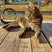 Aslan a rejoint le concours — aidez-le/la à gagner de superbes lots ! animal, backyard, bush, cat, daylight, fence, fur, garden_chair, grass, nature, outdoor, peaceful, pet, relaxed, resting, sunlight, tabby_cat, tree, whiskers, wooden_table
