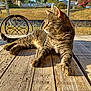 animal, backyard, bush, cat, daylight, fence, fur, garden_chair, grass, nature, outdoor, peaceful, pet, relaxed, resting, sunlight, tabby_cat, tree, whiskers, wooden_table