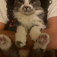 Wanda is registered to the contest to win money with this photo: cat, fluffy, gray_and_white, paws, pink_paw_pads, curly_hair, person, arms, holding, indoor, close_up, pet, cute, animal, fur, face, whiskers, eyes, portrait, cozy