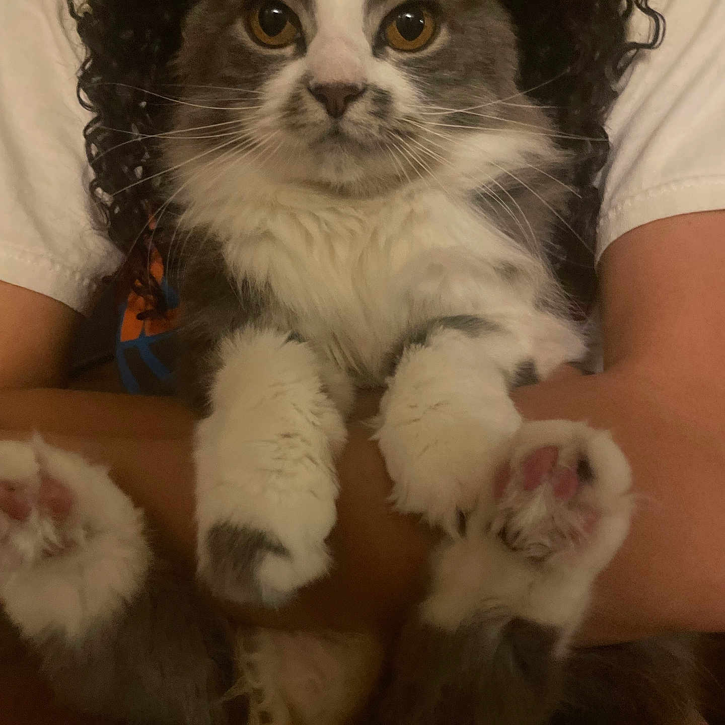 Wanda is registered to the contest to win money with this photo: animal, arms, cat, close_up, cozy, curly_hair, cute, eyes, face, fluffy, fur, gray_and_white, holding, indoor, paws, person, pet, pink_paw_pads, portrait, whiskers