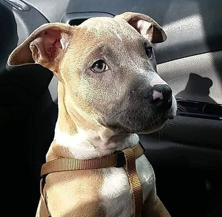 Panzer participe au concours pour gagner de l'argent avec cette photo : american_pit_bull_terrier, american_staffordshire_terrier, canidae, carnivore, dog, dog_breed, ear, fawn, mammal, non_sporting_group, nose, pit_bull, rare_breed_dog, snout, sporting_group, staffordshire_bull_terrier, vertebrate, whiskers