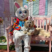 Max is registered to the contest to win money with this photo: person_in_costume, easter_bunny, dog, bunny_ears, pink_bench, decorations, pastel_colors, fluffy_dog, costume, celebration, holiday, festive, outdoor, shadow, grass, cute, pet, animal, bench, spring