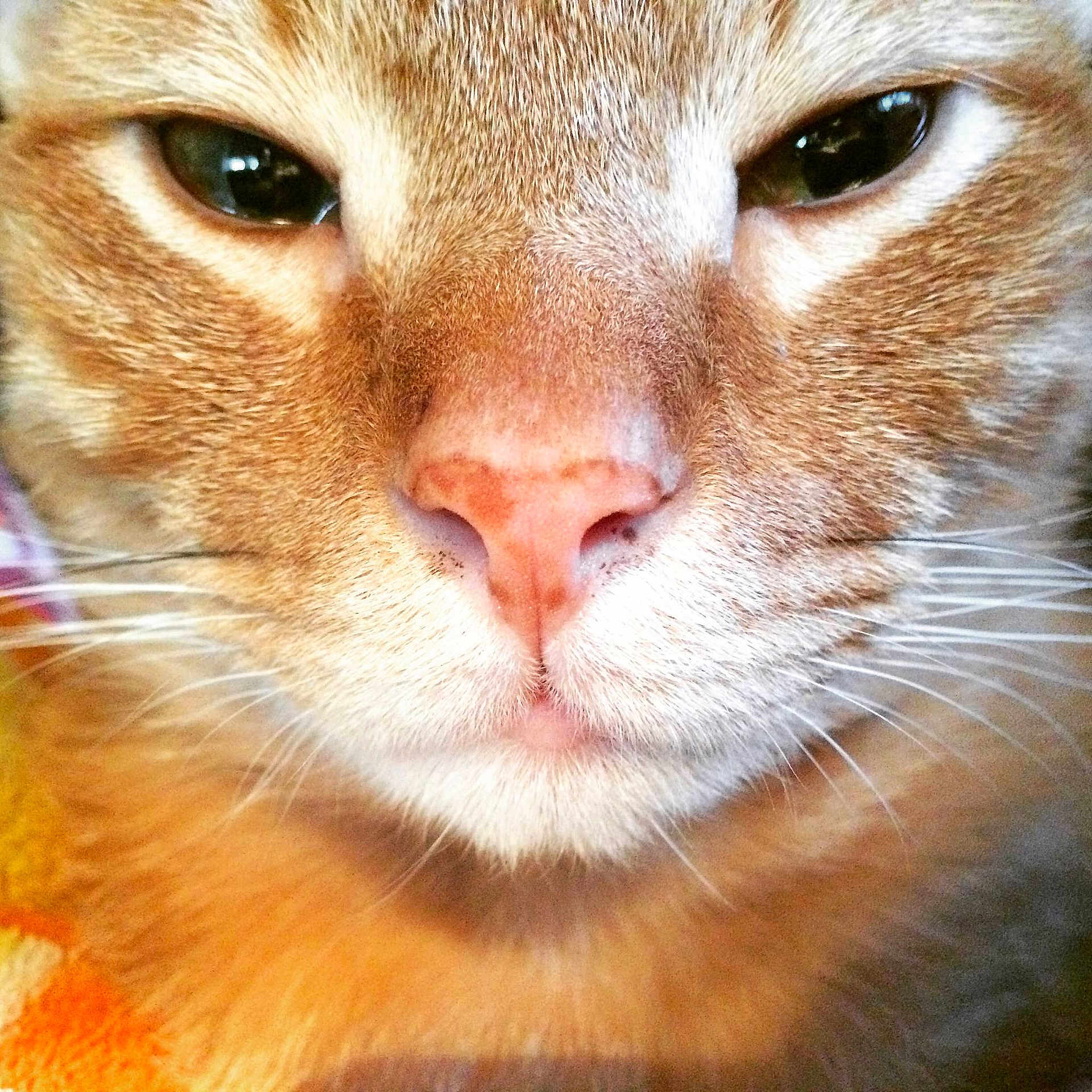 Levi is registered to the contest to win money with this photo: