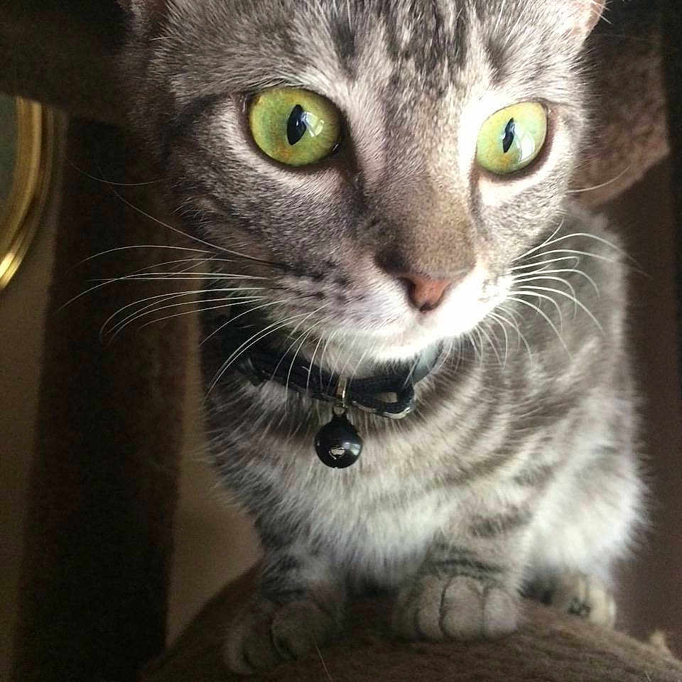 Ruru