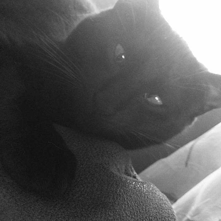 Polly
