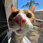 Milo Mojisko S is registered to the contest to win money with this photo: cat, orange_cat, white_cat, pet, animal, closeup, nose, whiskers, ears, fur, window, windowsill, indoor, sunlight, blue_sky, tree, screen, portrait, curious, funny