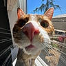 cat, orange_cat, white_cat, pet, animal, closeup, nose, whiskers, ears, fur, window, windowsill, indoor, sunlight, blue_sky, tree, screen, portrait, curious, funny