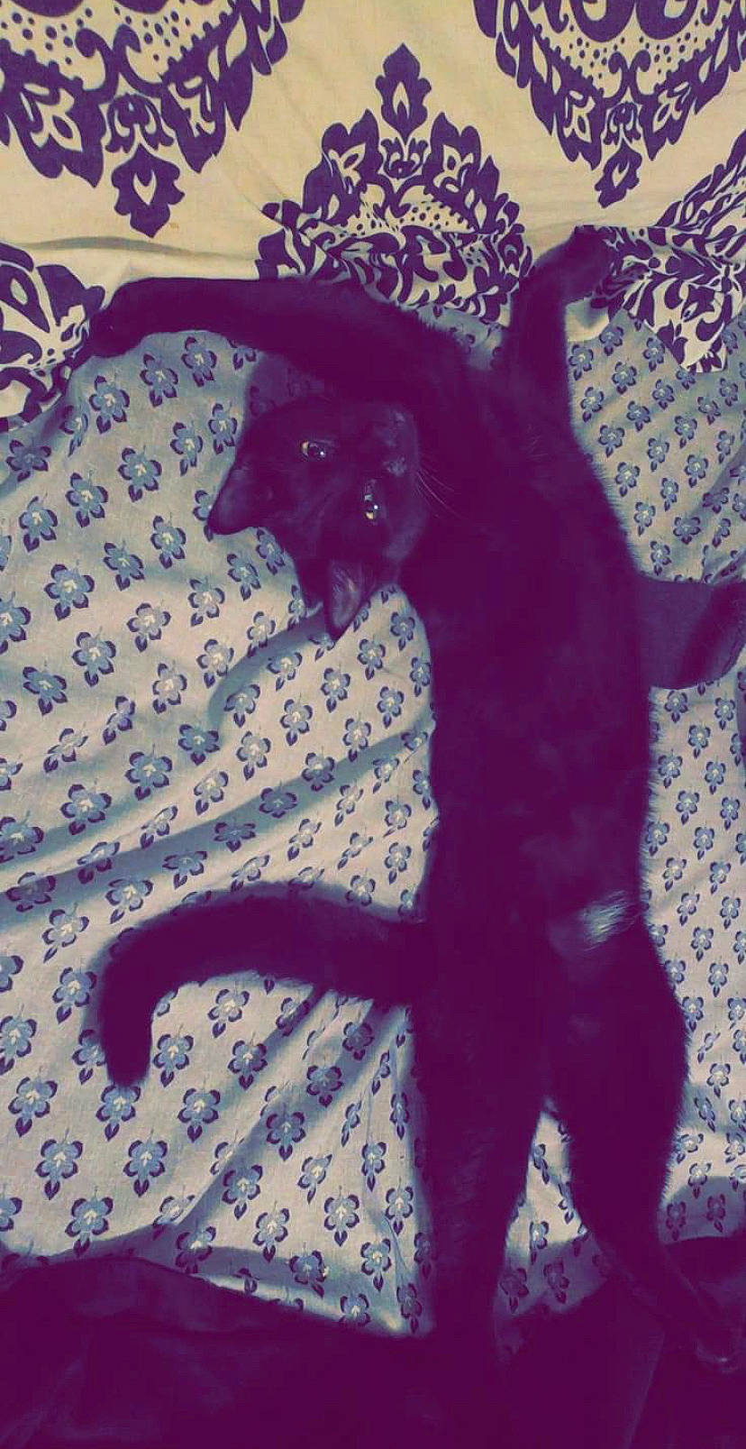 Liam joined the competition — help win amazing prizes! black_cat, bombay, canidae, carnivore, cat, dog_breed, domestic_short_haired_cat, electric_blue, felidae, fur, linens, pattern, plant, shadow, small_to_medium_sized_cats, tail, terrestrial_animal, tints_and_shades, tree, whiskers