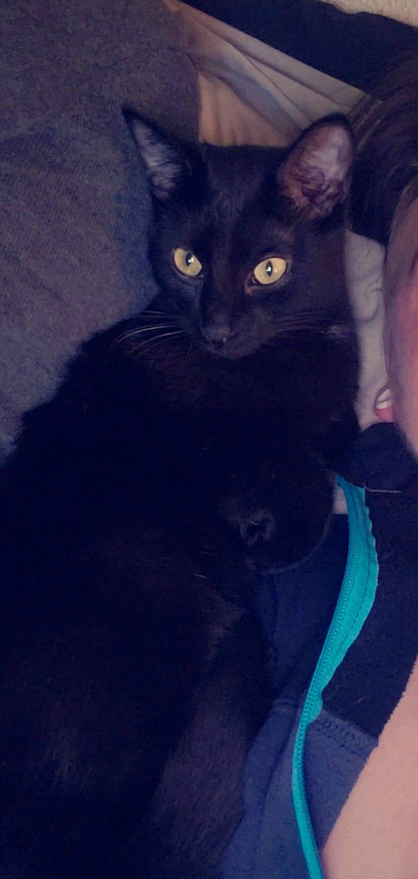 Liam is registered to the contest to win money with this photo: carnivore, cat, comfort, domestic_short_haired_cat, ear, electric_blue, felidae, fur, sleeve, small_to_medium_sized_cats, terrestrial_animal, whiskers