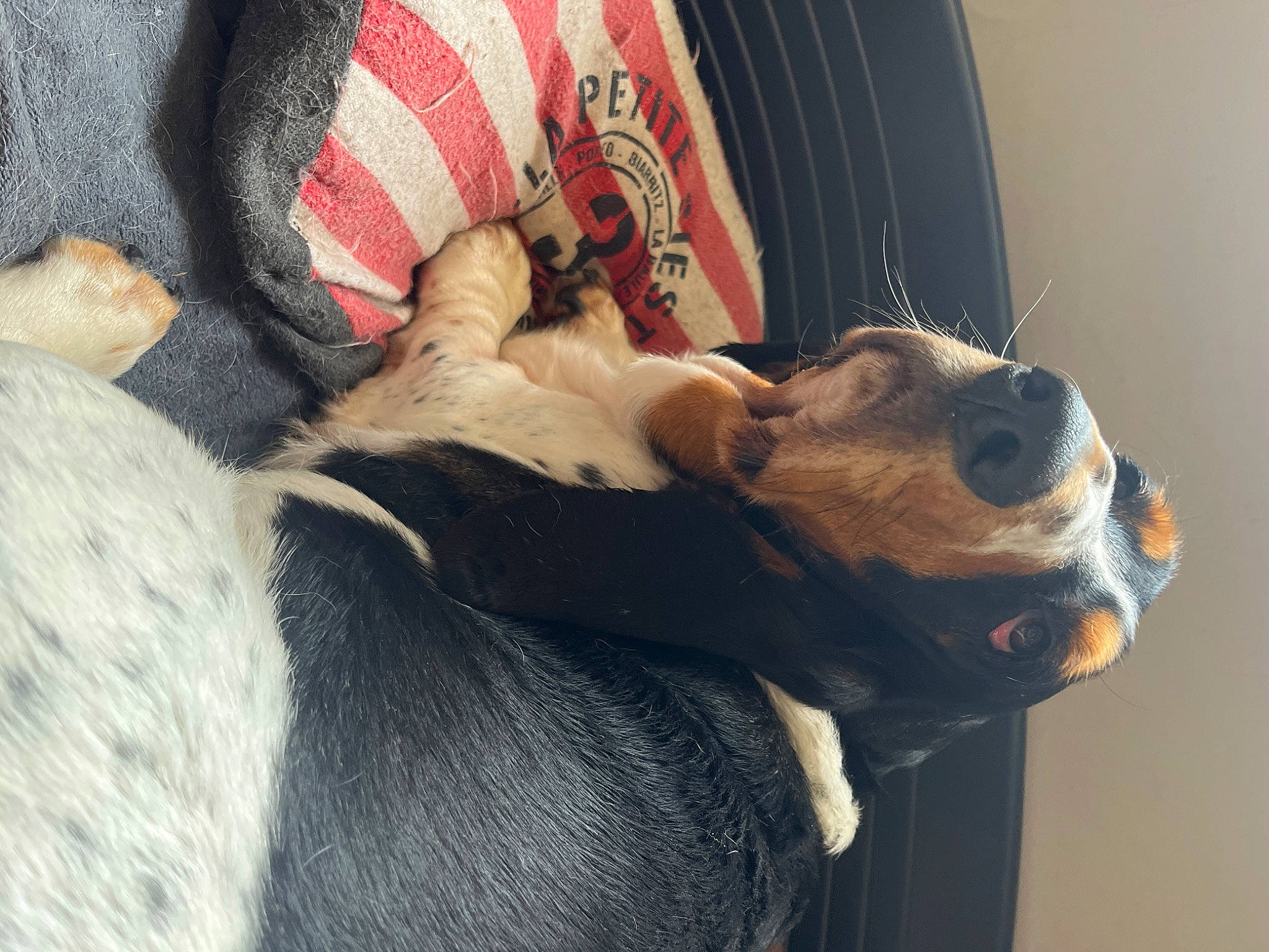 Saori a rejoint le concours — aidez-le/la à gagner de superbes lots ! carnivore, collar, comfort, companion_dog, dog, dog_breed, dog_collar, ear, fawn, felidae, fur, human_leg, linens, mammal, paw, small_to_medium_sized_cats, snout, tail, whiskers, working_animal