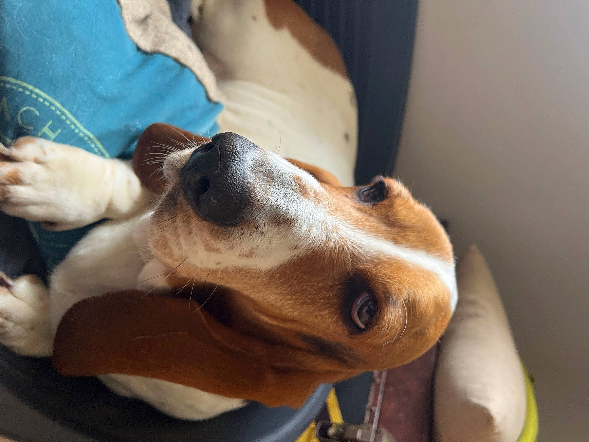 Olympe a rejoint le concours — aidez-le/la à gagner de superbes lots ! canidae, carnivore, collar, comfort, companion_dog, dog, dog_breed, ear, fawn, fur, liver, scent_hound, snout, soft_drink, sporting_group, whiskers, working_animal