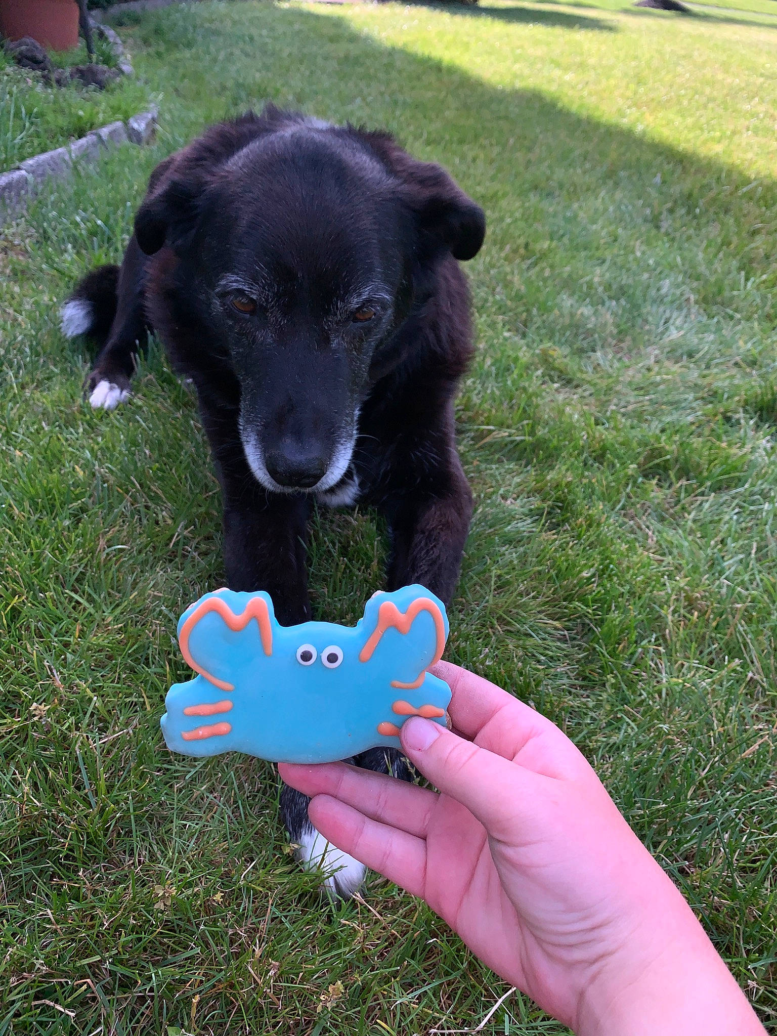 Sailor is registered to the contest to win money with this photo: canidae, carnivore, companion_dog, dog, dog_breed, flat_coated_retriever, grass, puppy, sporting_group