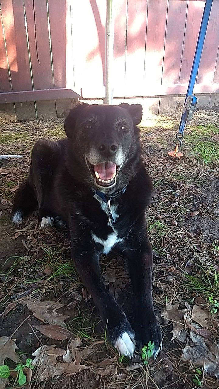 Sailor joined the competition — help win amazing prizes! borador, canidae, carnivore, dog, dog_breed, mammal, snout, sporting_group, vertebrate