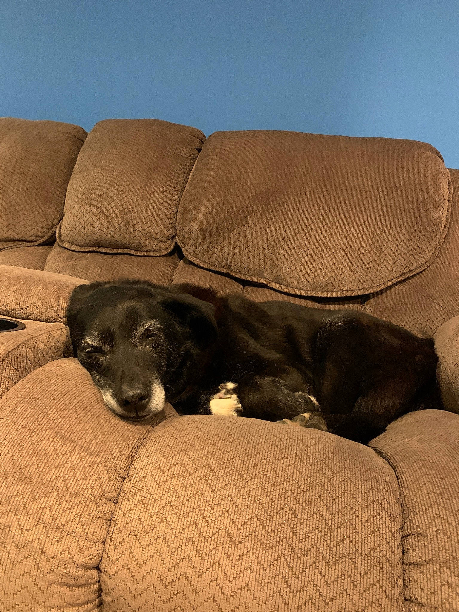 Sailor is registered to the contest to win money with this photo: brown, canidae, carnivore, comfort, companion_dog, dachshund, dog, dog_breed, fawn, puppy, snout, sporting_group